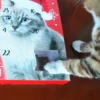 Advent Calendar 24pcs Cat box-10
