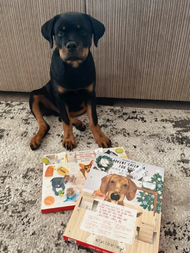 Pet Advent Calendar · Reasons to Order-1