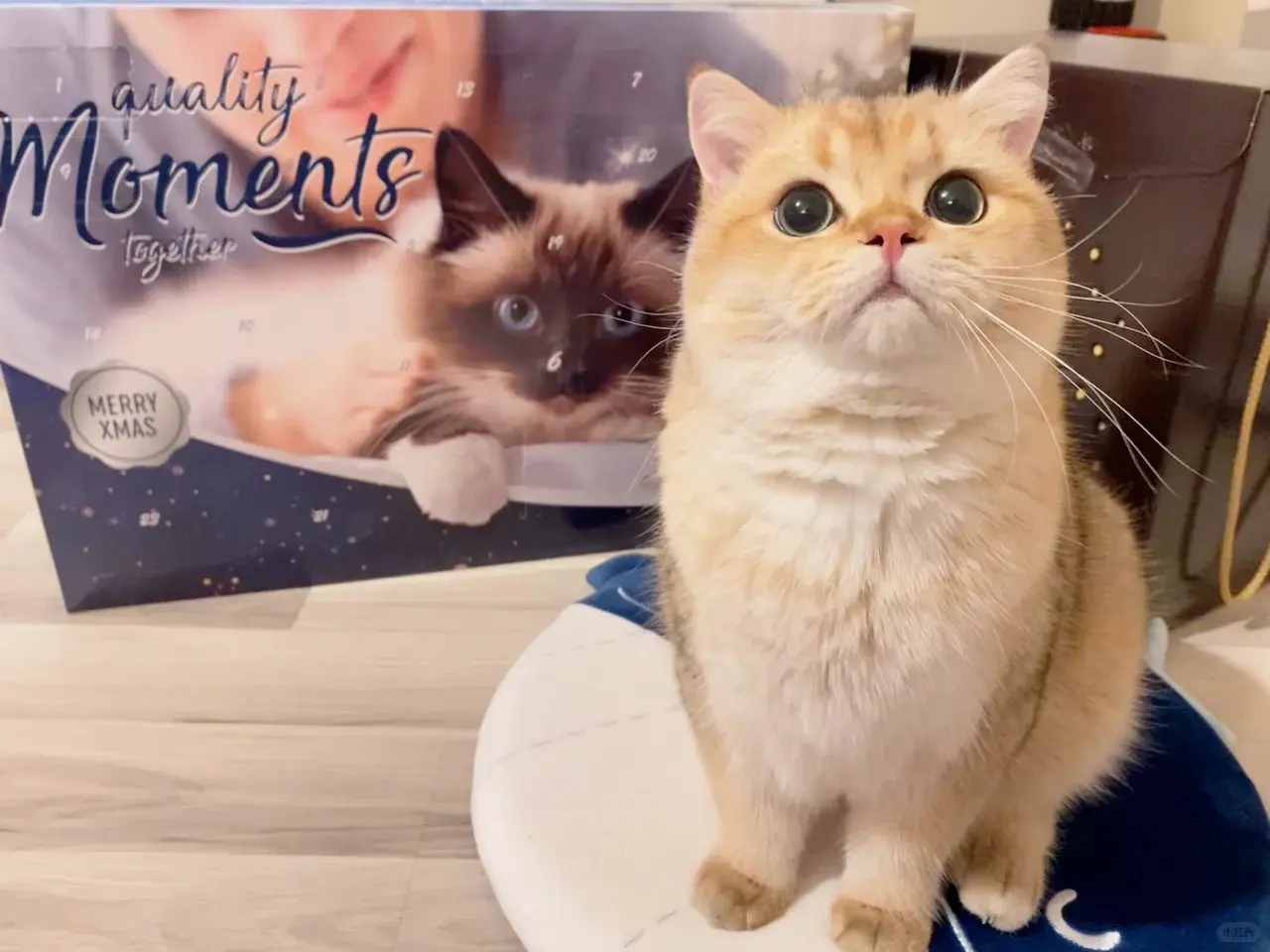 Pet Advent Calendar · Market demand