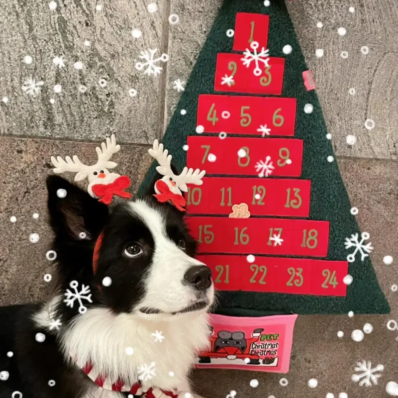 Pet Advent Calendar · Customization Steps-1